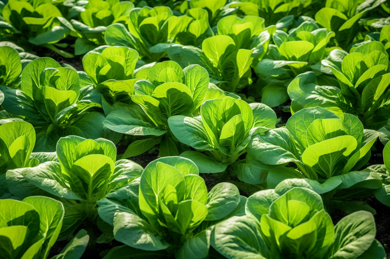 绿油油菜地里种植的油菜新鲜健康户外,高清,摄影图,摄影图片,图片大全,摄影图免费下载